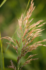 Ears of grass