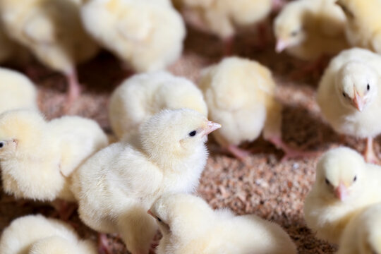 chicken chicks at a poultry farm, close up
