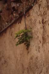 samotna  roślina  wyrosła  na  murze  między  cegłami   - 443136795
