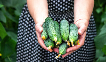 Naklejka na ściany i meble Fresh cucumber on a man's hand in the garden, a good harvest.