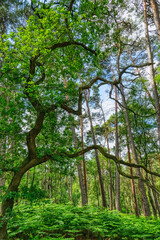 Fototapeta premium Knorriger Baum im Diersfordter Wald