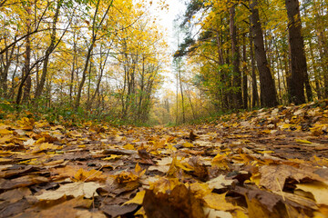 maple foliage in autumn leaf fall