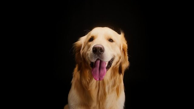 Golden retriever on black background, sitting under the fan, gold labrador dog breathing with open mouth and tongue out close up. Shooting domestic pet in studio.