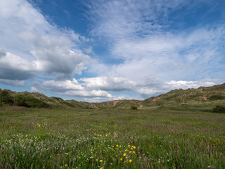 Wild flowers in the sand dunes at Braunton Burrows, North Devon. Nature landscape. - 443138554