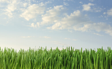 Close up of fresh grass over blue sky background with copy space