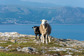 Great Orme sheep Wales. TDK are written in 'English' 