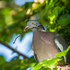 Common Wood Pigeon, Columba palumbus with a twig in its beak