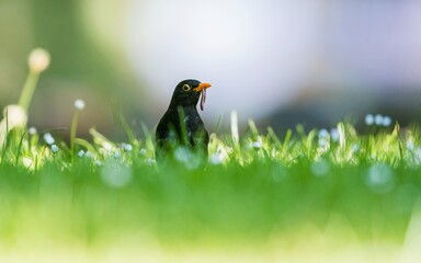 Caring father. Male of Blackbird with worms in its beak. His Latin name is Turdus merula.