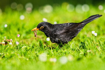 Caring father. Male of Blackbird with worms in its beak. His Latin name is Turdus merula.