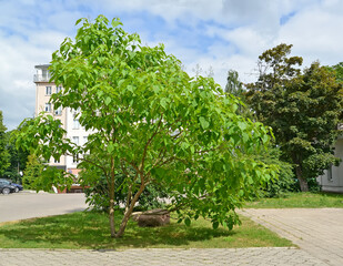 The young catalpa tree is bignonic (Catalpa bignonioides Walter) in the urban landscape