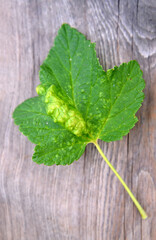 Red currant leaf affected by gall aphid (Cryptomyzus ribis)