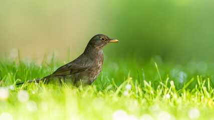 Female of Blackbird, Turdus merula on a grass