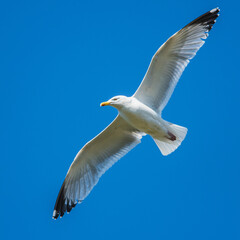 European Herring Gull,  Larus argentatus in flight on blue sky
