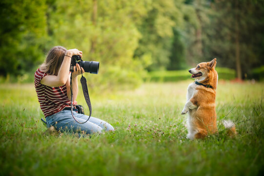 Young woman making a photo of welsh corgi pembroke dogs with a professional dslr camera