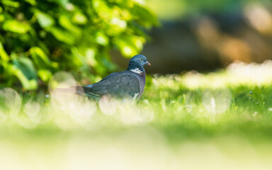 Common Wood Pigeon, Columba palumbus on grass