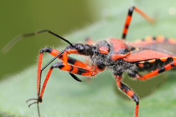Detail of the head of a Rhynocoris iracundus
