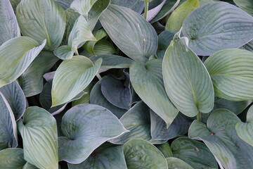 Hosta sieboldiana is adorned with magnificent thick, blue-green, heart-shaped foliage.