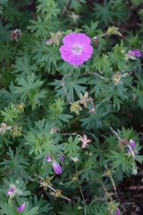 Geranium sanguineum (Bloody Cranesbill) is an eye-​catching spreading rhizomatous perennial.