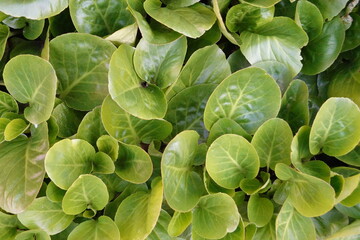 Baby Doll Bergenia. Other Names are Giant Rockfoil, Largeleaf Saxifrage, Pigsqueak.