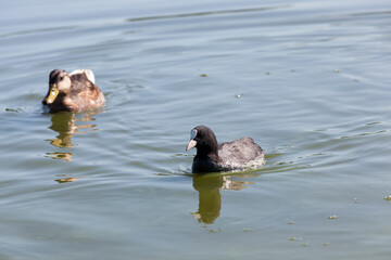 black European coot with black plumage