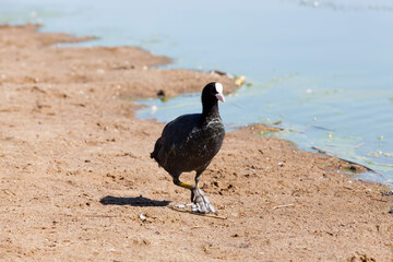 black European coot with black plumage