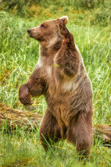 Dancing Queen: a grizzly bear standing on its hind legs swatting waving a paw. 