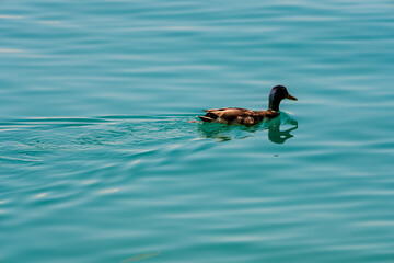 Stockente mit blaugrünem Wasser am Attersee