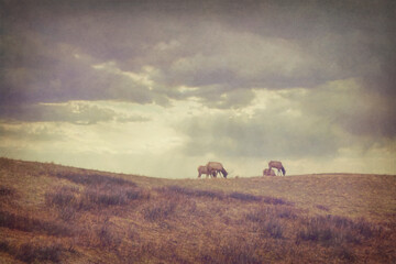 Windy Ridge: a painterly image of elk grazing on the top of a ridge with a cloudy sky. 