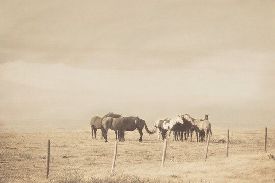The Herd: monotone photograph of a herd of horses behind a barbed wire fence. 