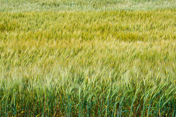 Wheat field background