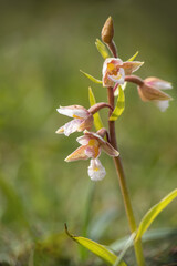 Marsh Helleborine, Epipactis palustris. Devon, UK.