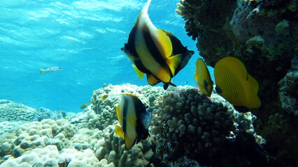 Fototapeta na wymiar Butterfly fish. Red Sea kabuba - this fish grows up to 20 cm, feeds on zooplankton.