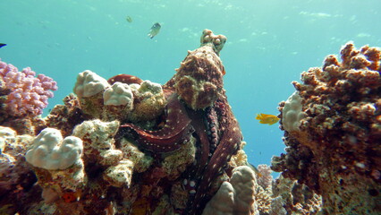 Octopus. Big Blue Octopus on the Red Sea Reefs.