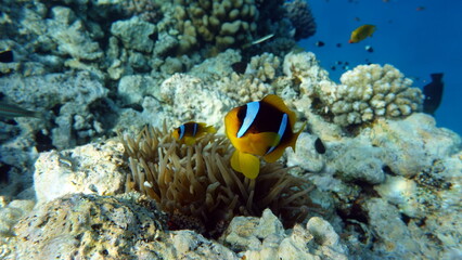 Plakat Clown fish amphiprion (Amphiprioninae). Red sea clown fish.