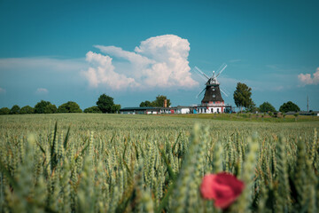 old windmill stands behind a grain field in mecklenburg and the sky is blue