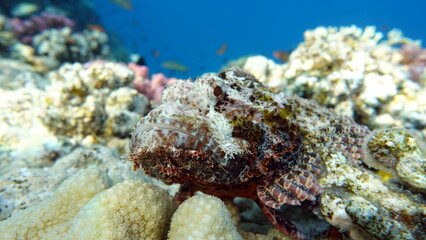 Scorpionfish. Tassled Scorpionfish. Fish - a type of bone fish Osteichthyes. Scorpaenidae. Flat-headed scorpenopsis.
