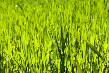 green wheat or other cereals on agricultural land