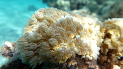 CORAL XENIA, EIGHT BEAM SOFT PULSING.

