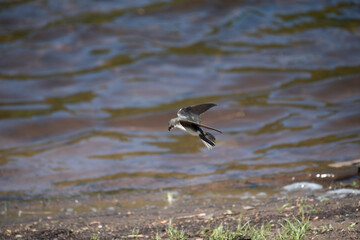 Tree Swallow