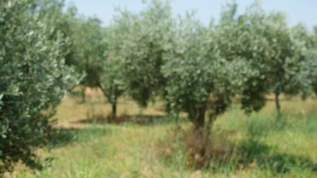 Olive tree with green ripe olives in an olive garden. Green olive tree lit by the rays of the sun, gently swinging in the wind. Slow motion footage