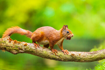 Curious Eurasian red squirrel, Sciurus vulgaris, running and jumping through trees in a forest