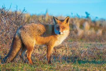Wild red fox, vulpes vulpes, at sunset