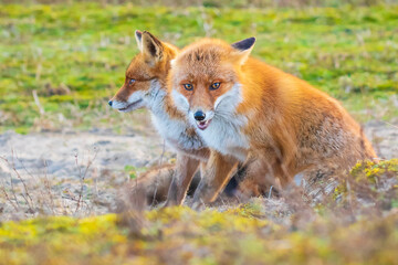 Two wild red foxes, vulpes vulpes, fighting