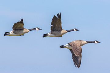 Canadian goose Branta canadensis in flight migrating