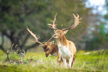 Two Fallow deer stags, dama dama, fighting in rutting season