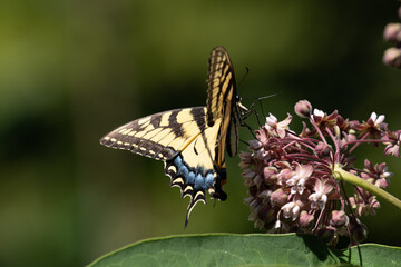 An eastern tiger swallowtail butterfly (Papilio glaucus) feeds on milkweed in a rural Virgina summer garden. 