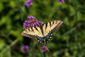 Fototapeta na wymiar An eastern tiger swallowtail butterfly (Papilio glaucus) feeds on a purple flower in a Virginia summer garden.