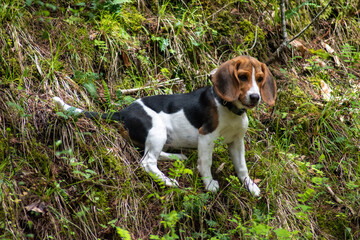 jack russell terrier