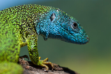 Männchen der östlichen Smaragdeidechse (Lacerta viridis)