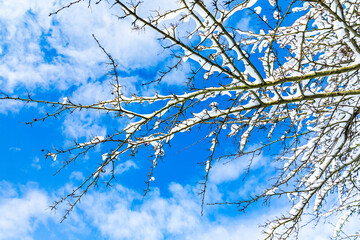 Branches covered with snow against a blue sky with some clouds from a looking up perspective,
